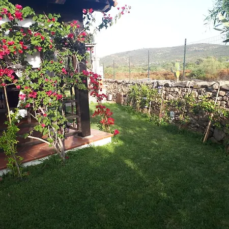 Bouganville